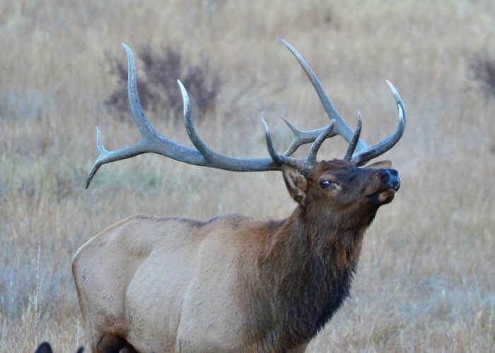 The costs associated with hunting stag and elk in New Zealand